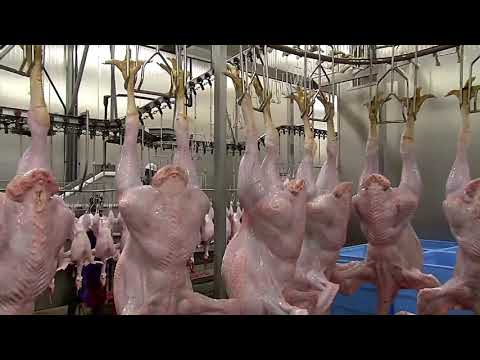Amazing Fully Auto Poultry Processing System, Chicken Process Machinery Technology