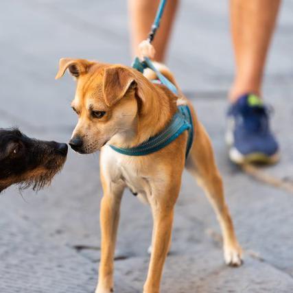 How Good is a Dog's Sense of Smell?