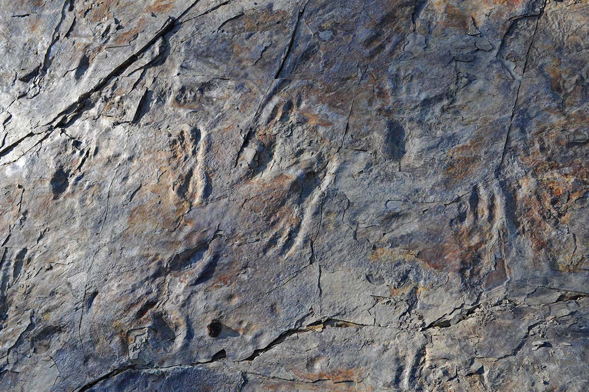 Ancient footprints could be from a crocodile that walked on two legs