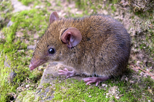 Hedgehogs have an adorable relative; the gymnure (also called moon rat ...