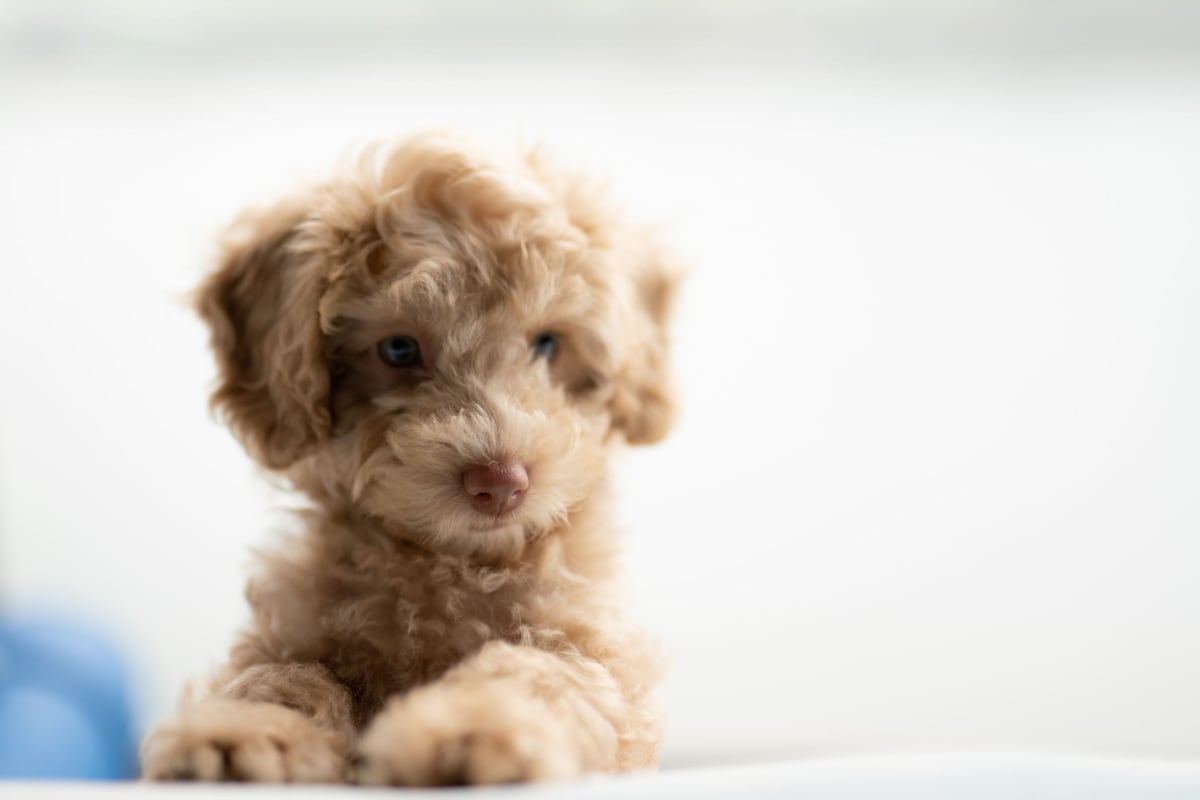 7 Must-Know Puppy Training Tips & Tricks
