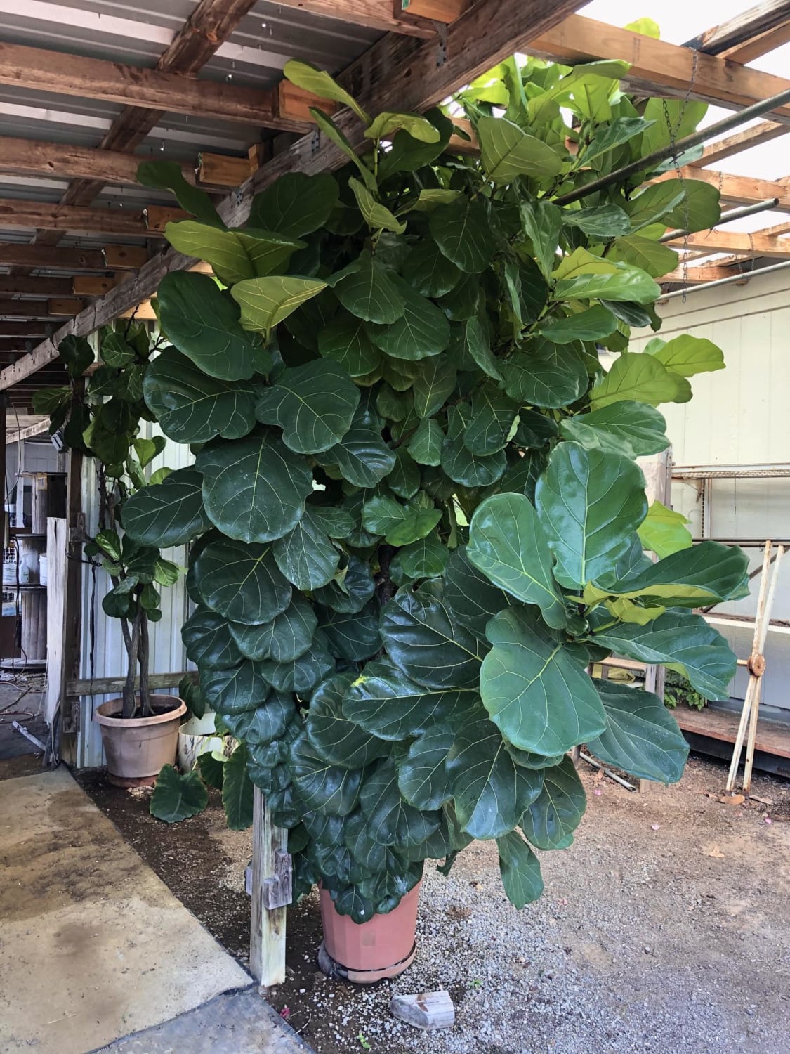 Stumbled on a monster fiddle leaf at an antique store