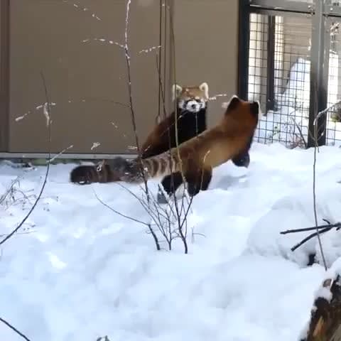Red panda secret handshake