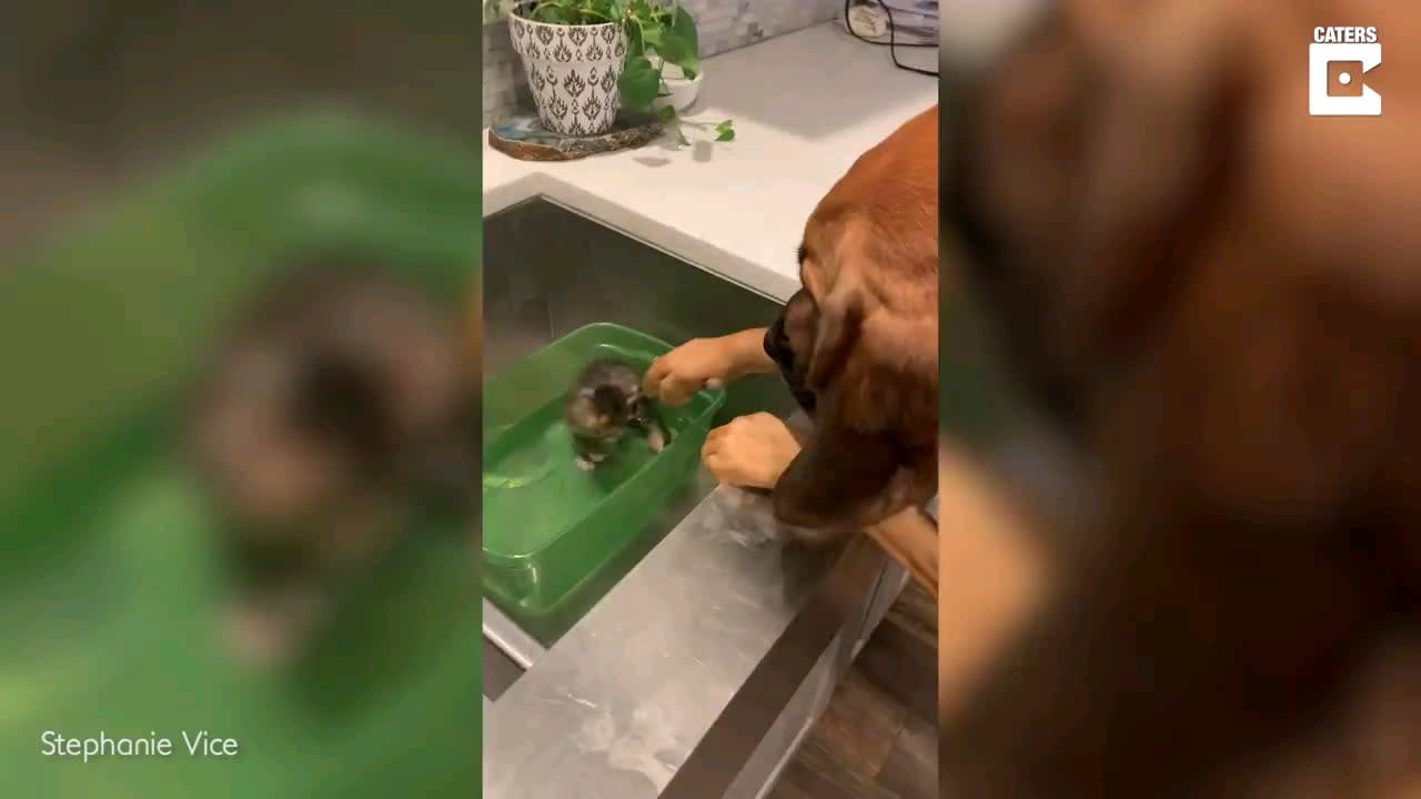 Dog comforts tiny kitten who is taking her bath