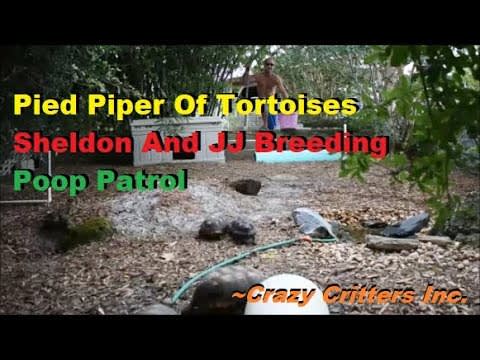 The Pied Piper Of Tortoises Vlog 3