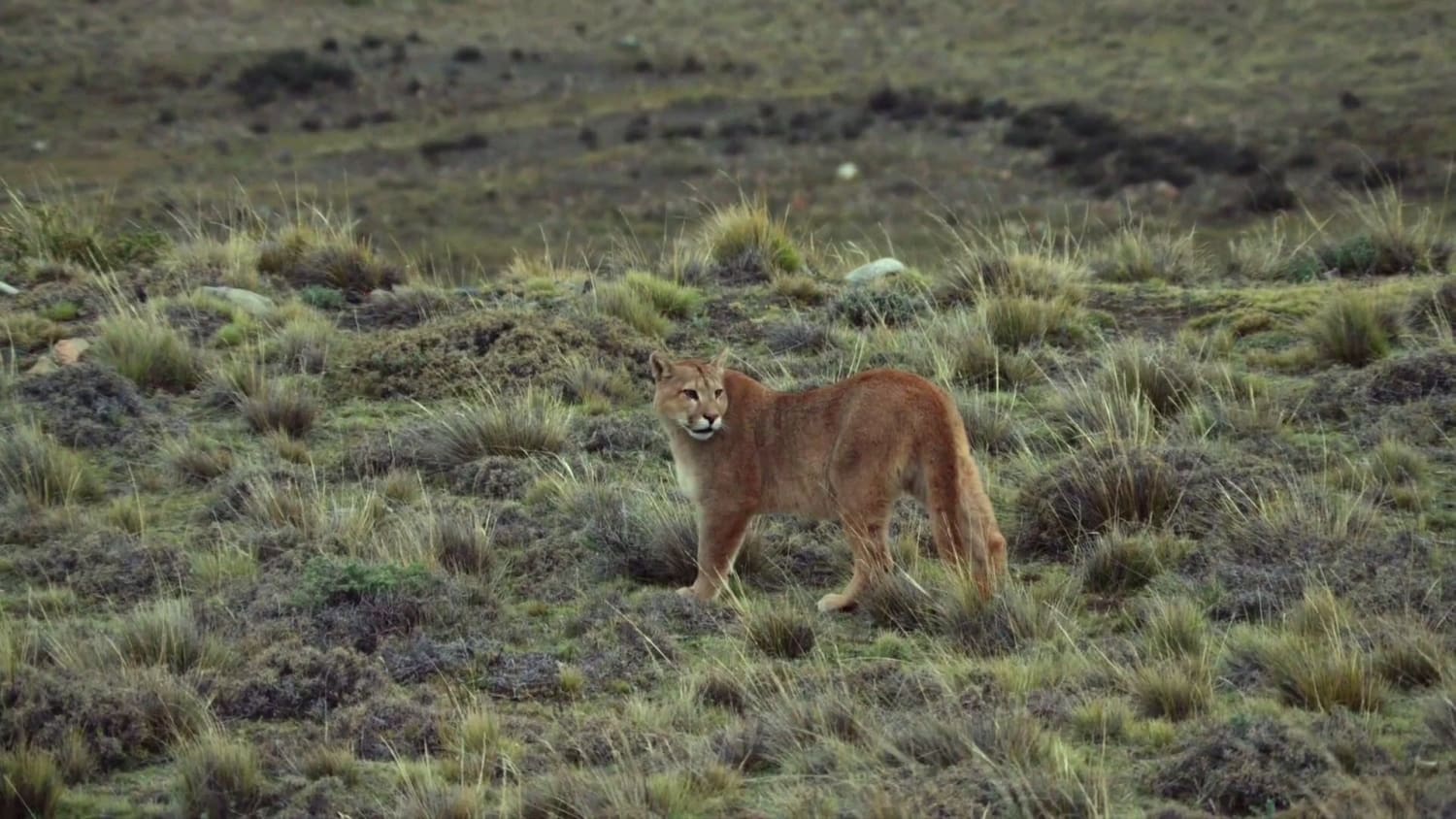 Close encounter with Patagonian puma couple