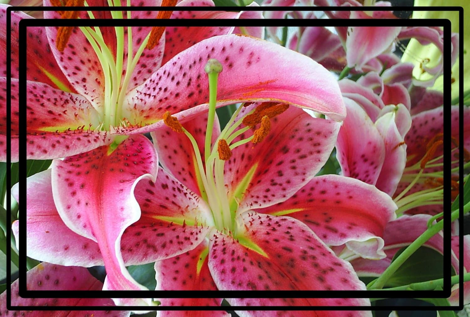 Star Gazers in pink tiger lilly | Stargazing, Flowers, Lily