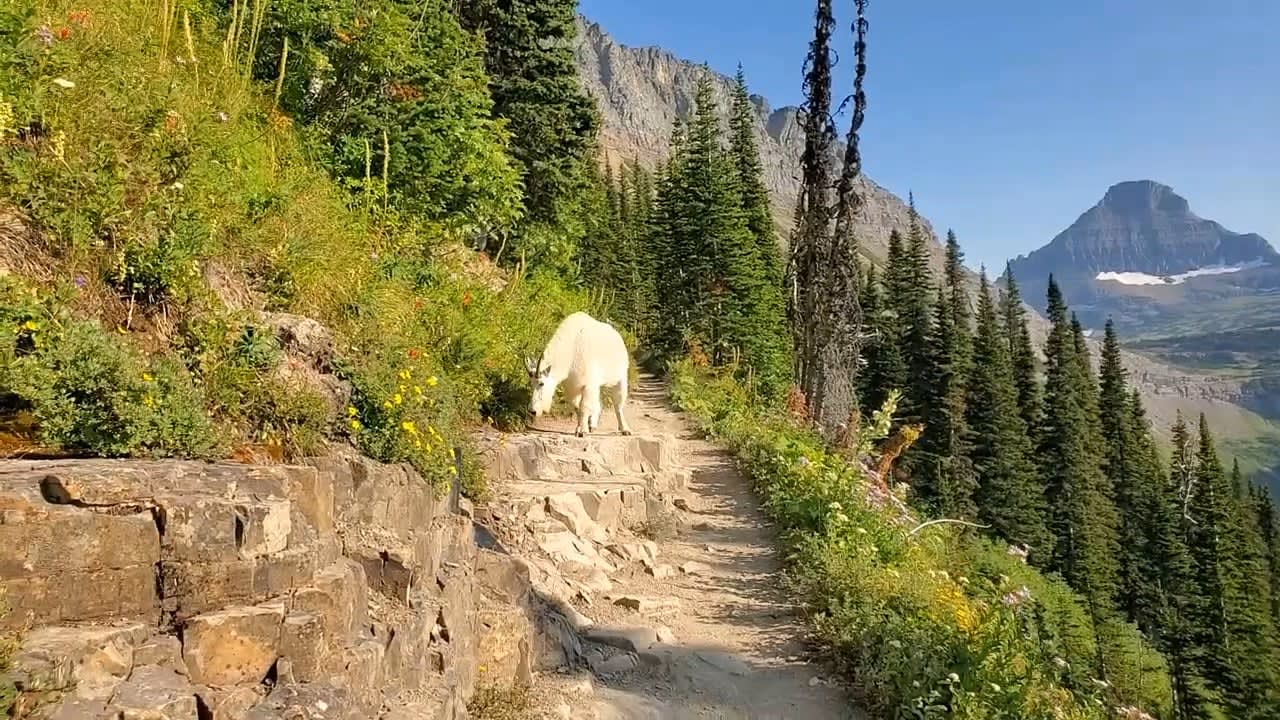 Mountain goat encounter in majestic Glacier National Park, hikers doing the right thing by stepping aside