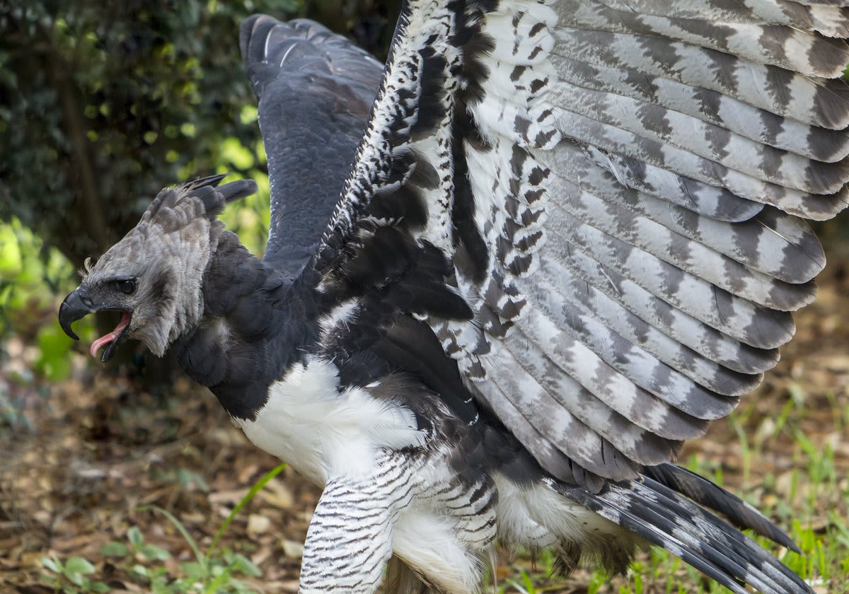 Meet one of the largest & most powerful eagles, the Harpy Eagle. It's native to C. & S. America where it hunts down monkeys, sloths, & even small deer. Some of its impressive features include long talons that resemble bear claws & a 6.6-ft- (2-m)- long wingspan. [: J. Wilkins]