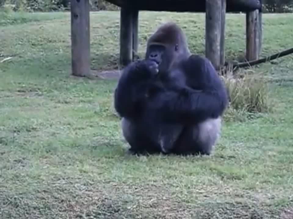 Lowland gorilla at Miami zoo uses sign language to tell someone that he's not allowed to be fed by visitors.