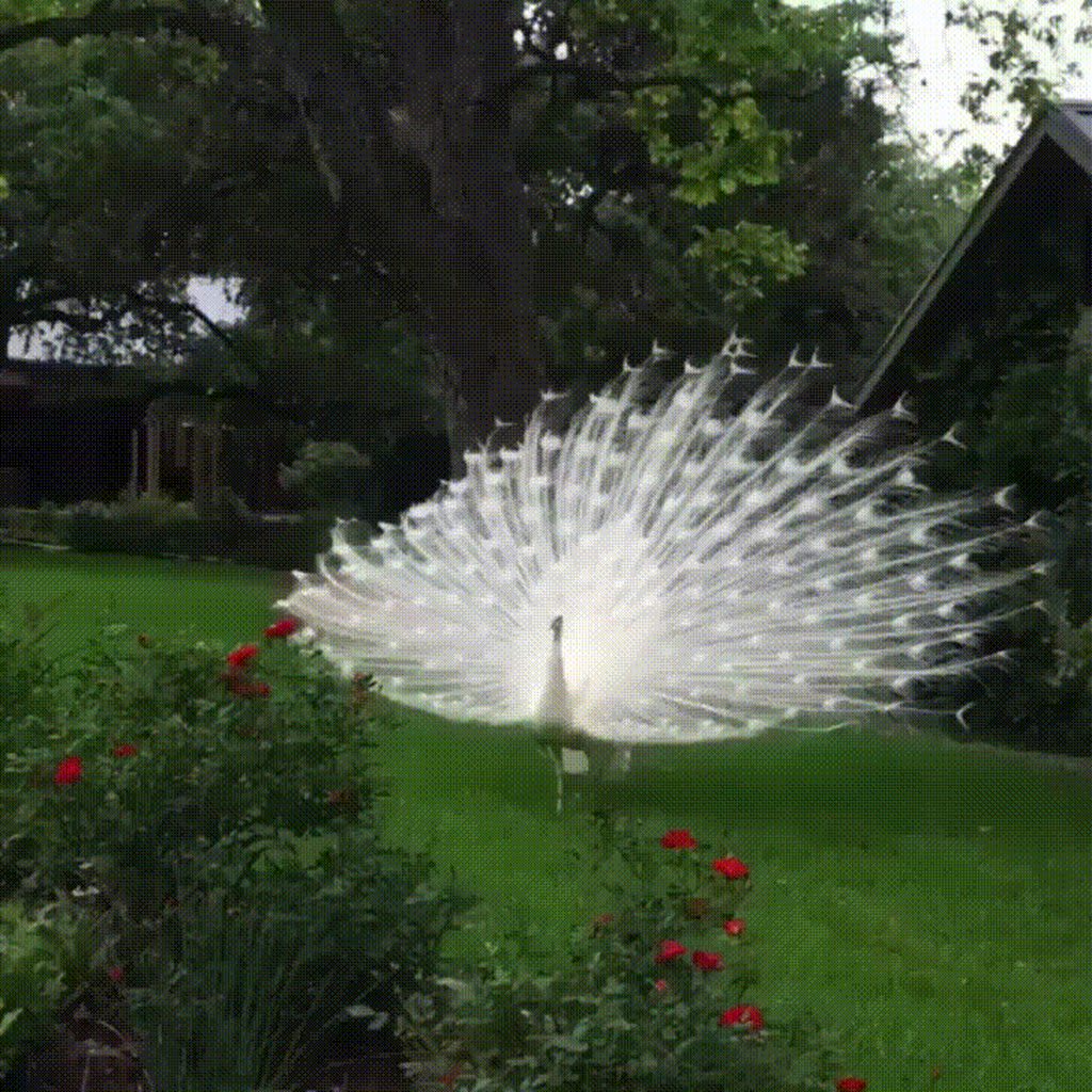 Beautiful Albino Peacock