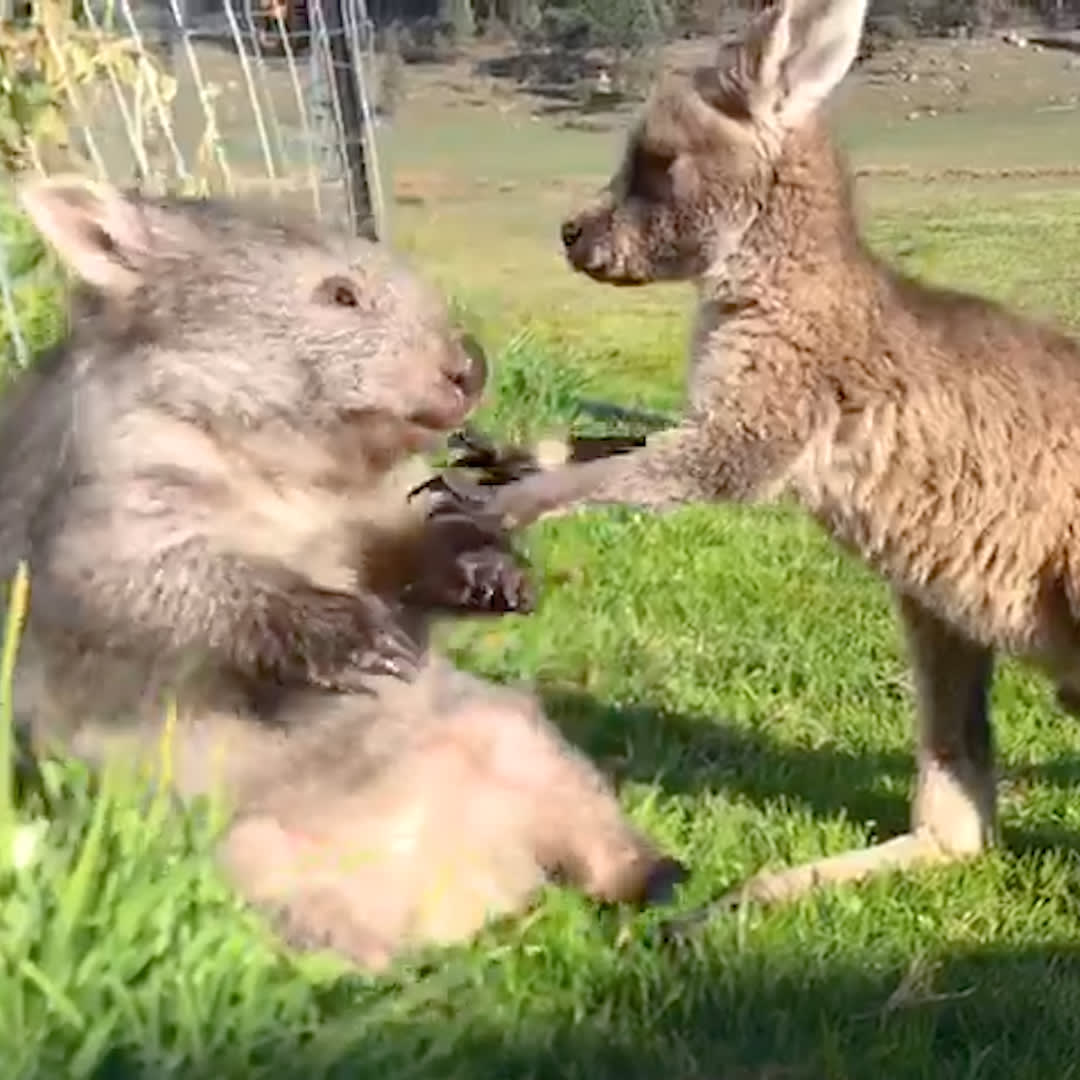 Baby wombat and baby kangaroo BFFs 😍