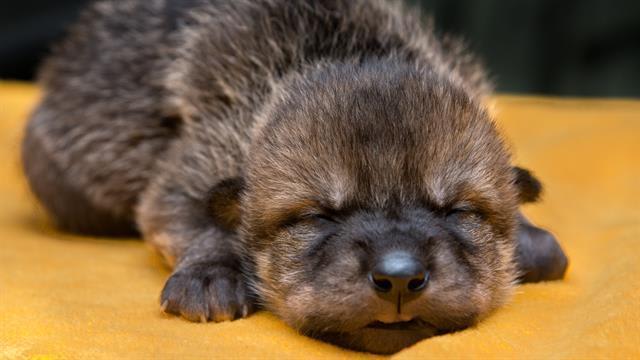 Watch Rare Mexican Wolf Pups Meet Their Wild Foster Families