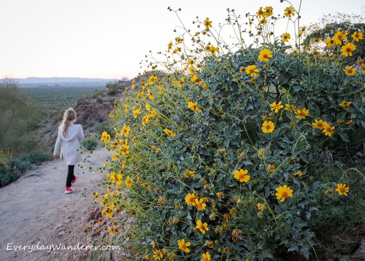 Best Places to See Wildflowers in Arizona