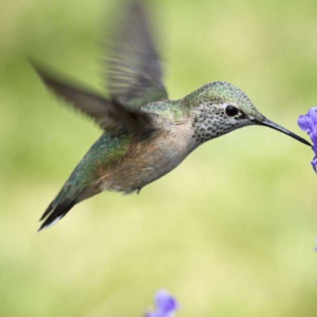 Some hummingbirds hit notes so high, only a dog could hear them