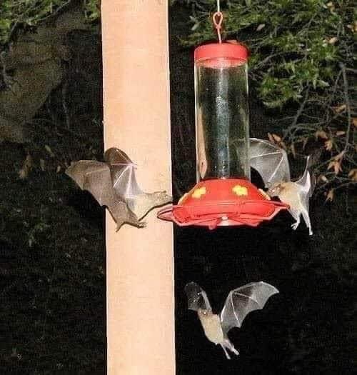 These bats taking advantage of a hummingbird feeder at night...