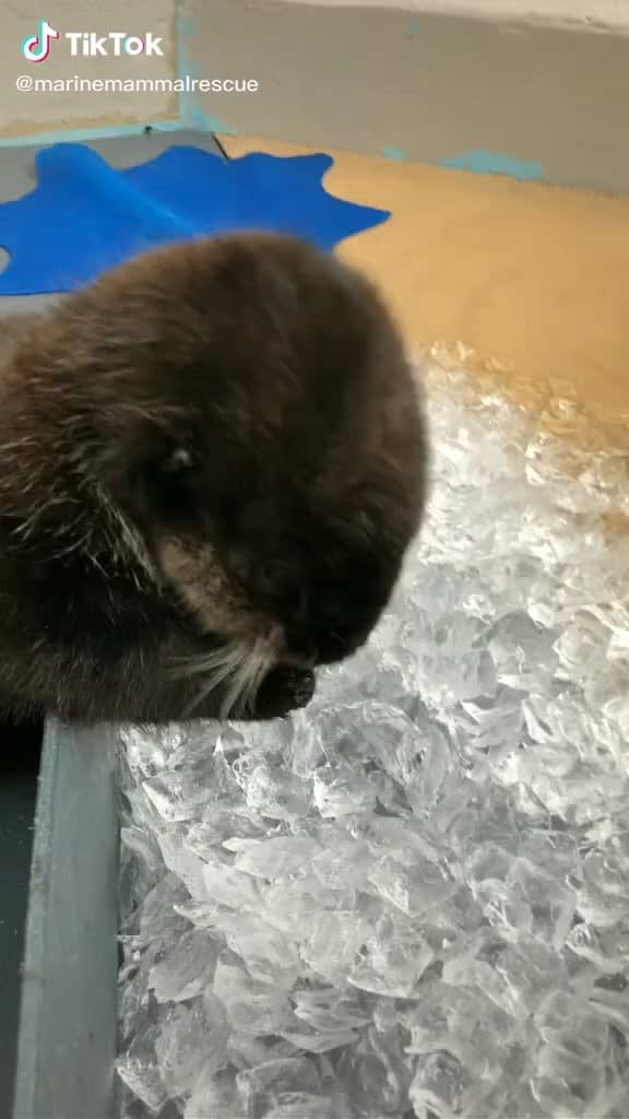 I guess otters don’t experience brain freeze?