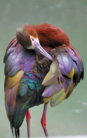 a White Faced Ibis… on imgfave