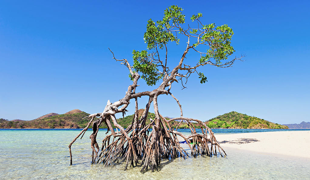 Device inspired by mangroves could help clear up flood water ..