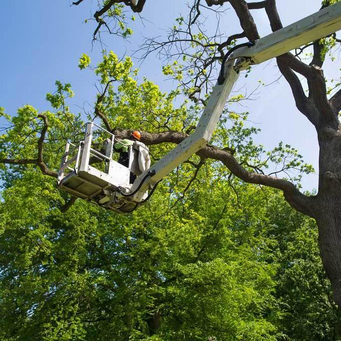 What To Consider When Seeking Professional Tree Care Services?