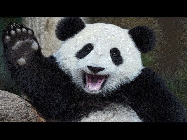 Funny Cute Panda - Cute Panda Doing Funny Things