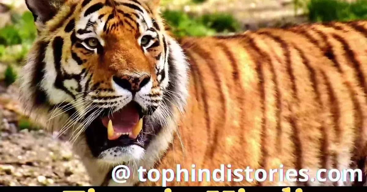 25 Facts & Information about Tiger in Hindi (National Animal)