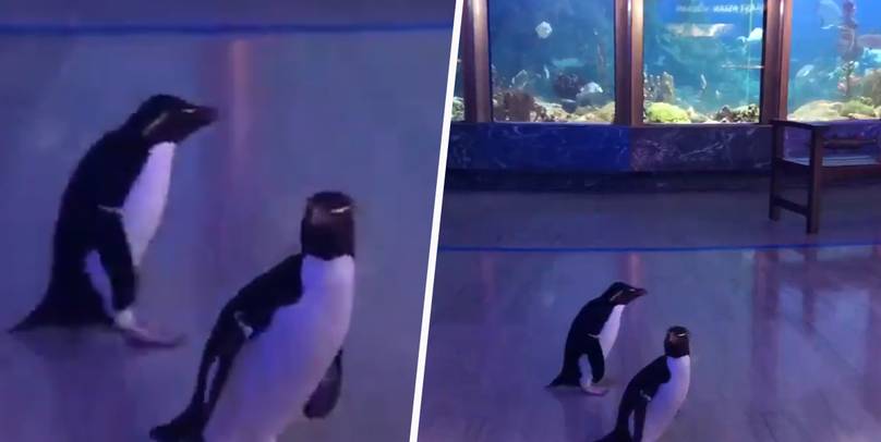 Penguins Allowed To Roam Around Chicago Aquarium And Visit Other Animals After It Closes To Public