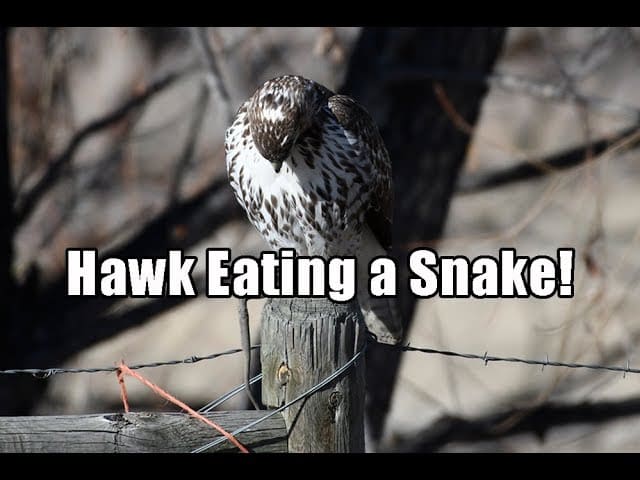 Hawk Eating a Snake (Longmont Colorado)