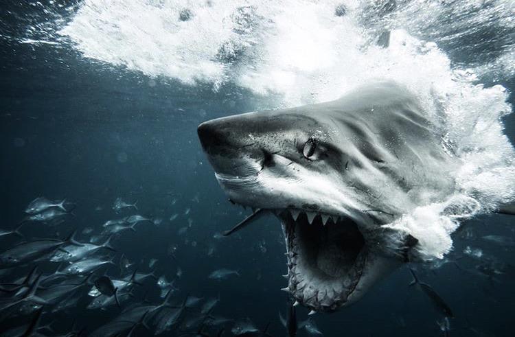🔥 Terrifying shot of a Great White