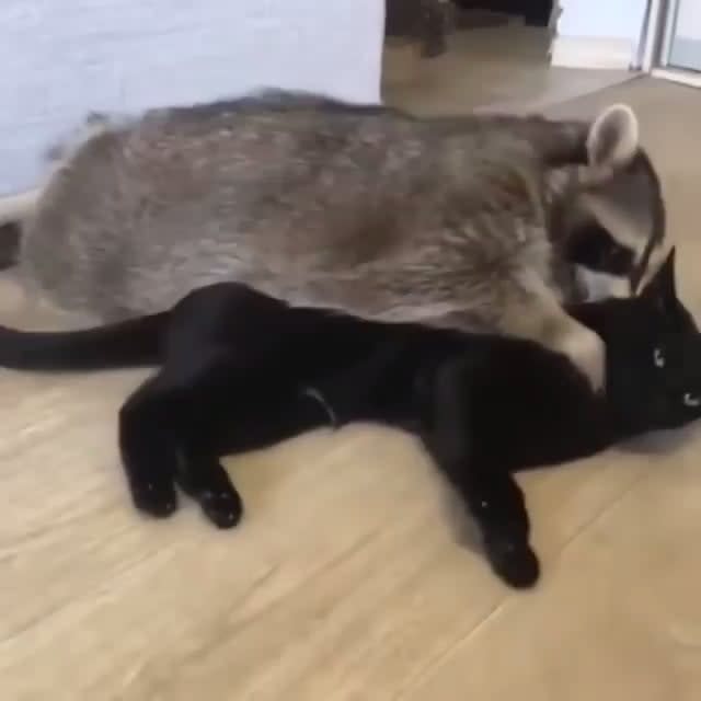 A raccoon and his bestfriend