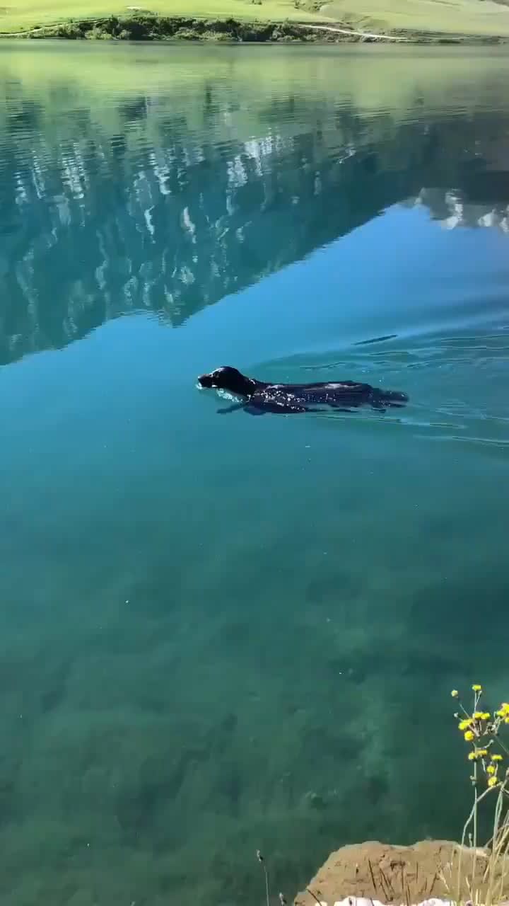 Going for a swim in crystal clear water.