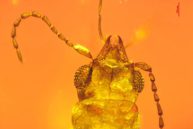 Check Out This Beetle Trapped In Amber For 99 Million Years