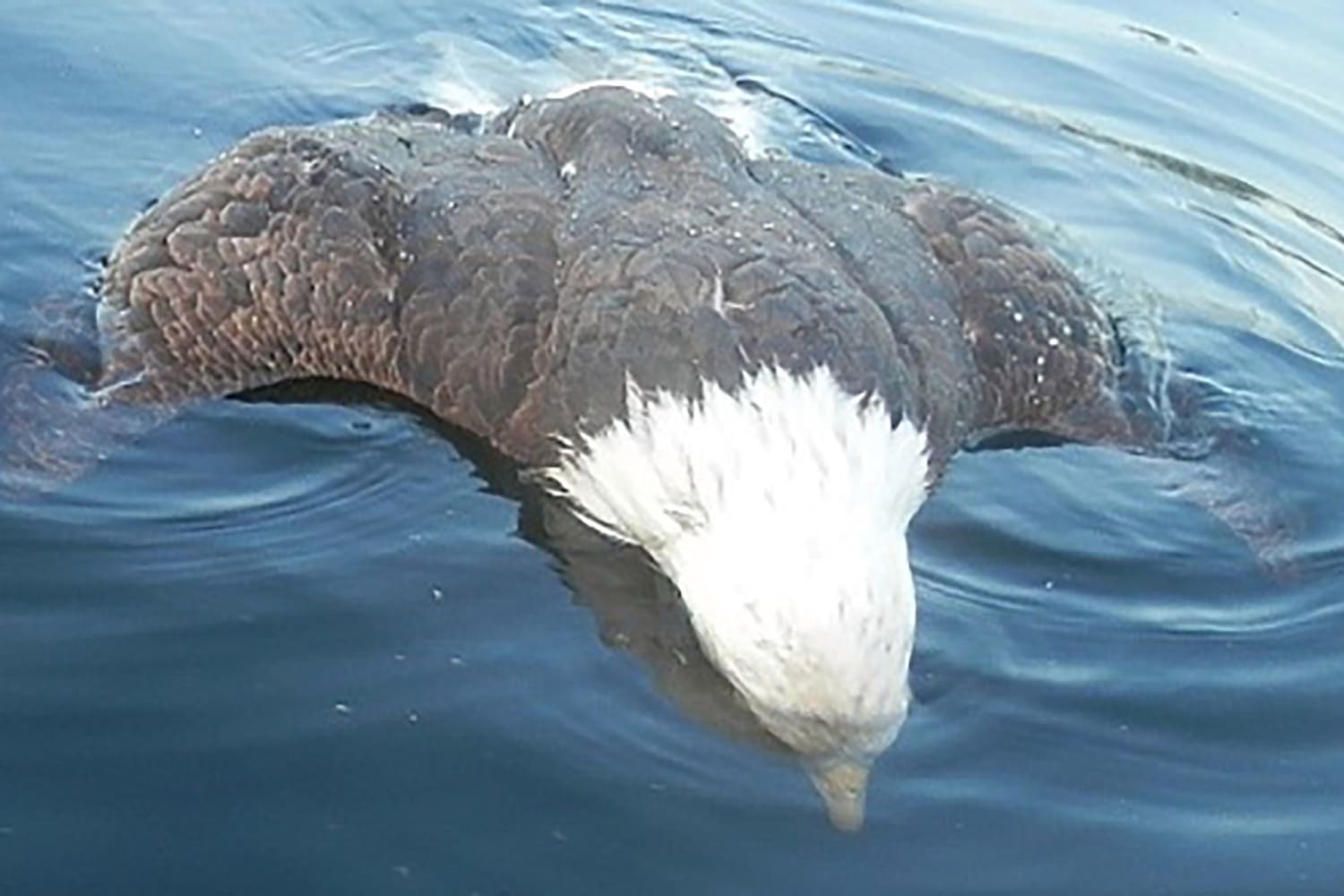 After a thorough investigation by Maine wildlife biologists, it was concluded this bald eagle was stabbed in the heart by a loon as the bald eagle swooped down to grab one of the loon's chicks. While previously rumored, this full investigation was the first to prove that loons can kill bald eagles.