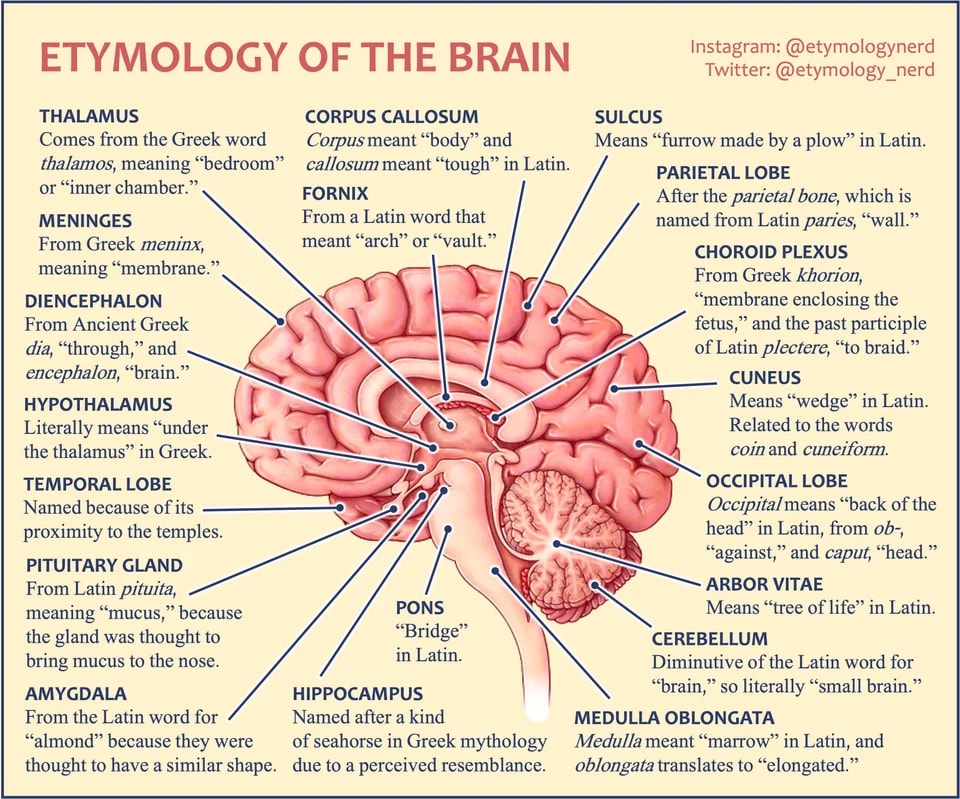How each part of the brain got it's name