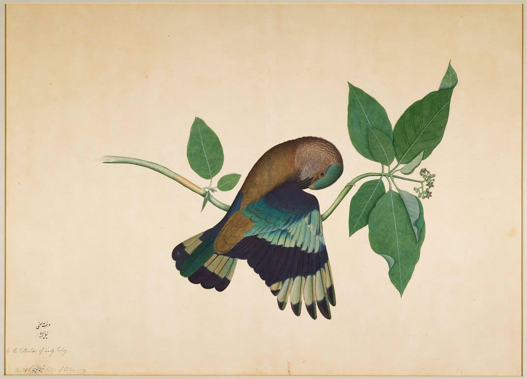 London Exhibit Celebrates Indian Artists Who Captured Natural History for the East India Company