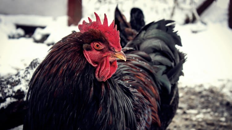 How To Keep Chickens Warm In The Winter Without Electricity
