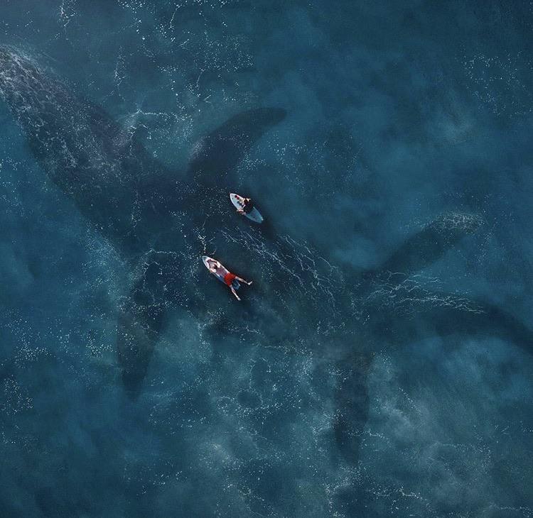Imagine seeing a Mosasaurus swimming beneath you