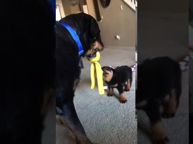Rottweiler Puppy and Dog Growl At Each Other And Play Tug of War - 1066394