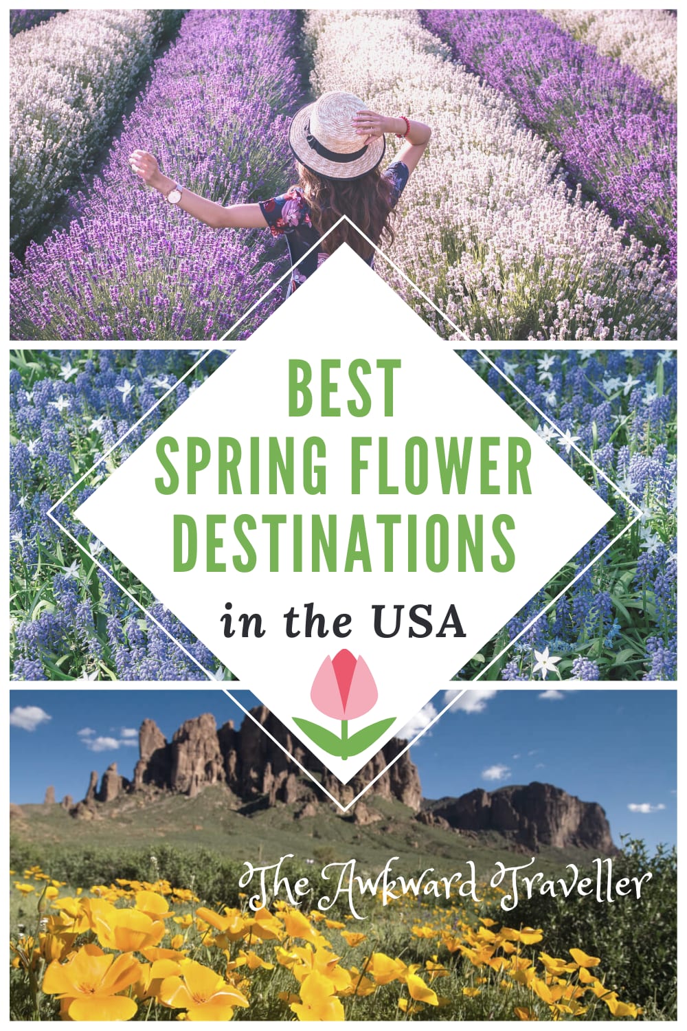 Best Spring Flowers in the US: Go Wildflower Hopping this Season!