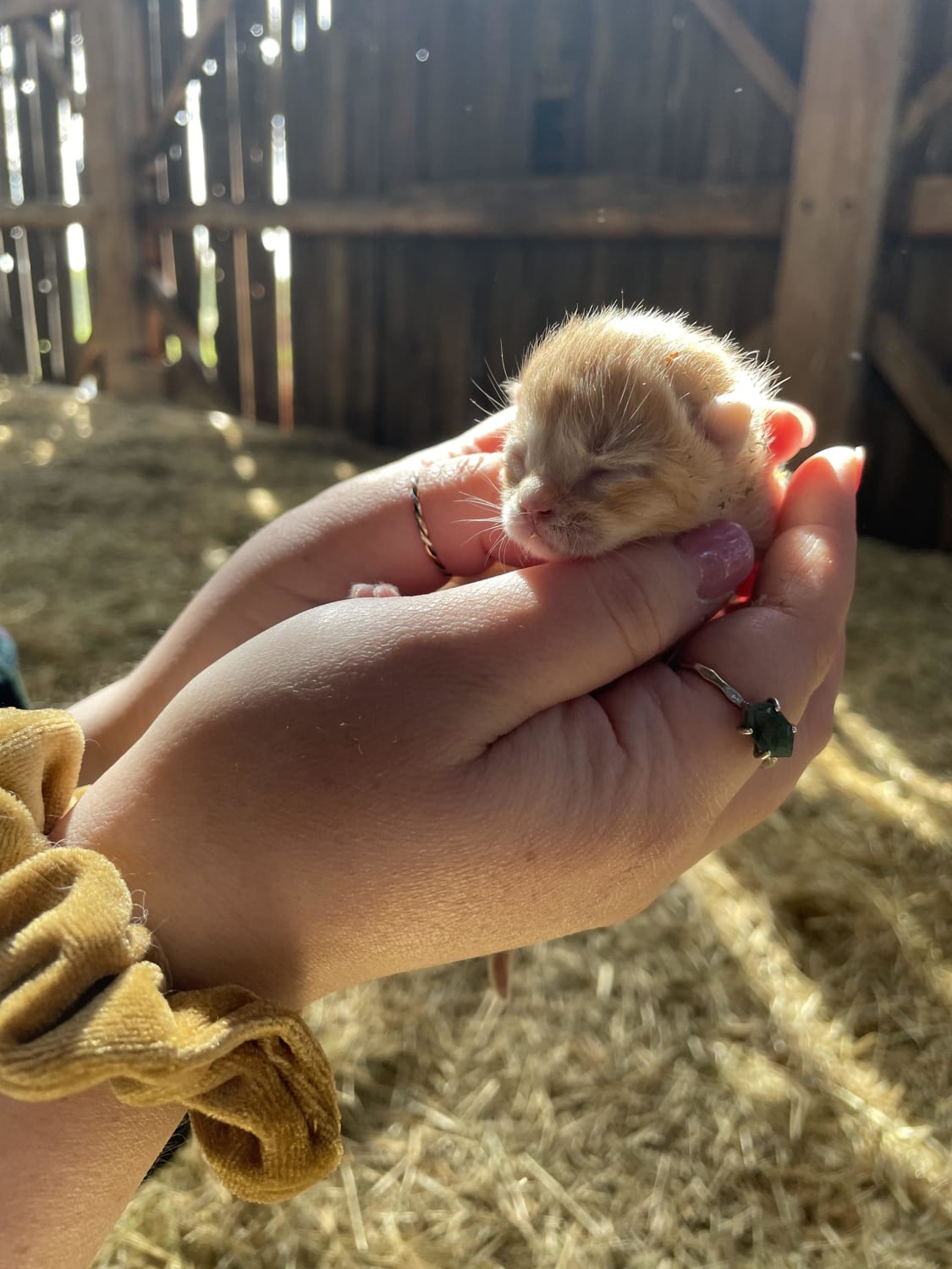 We found baby kittens in a barn and my heart is melting