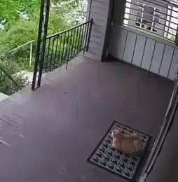 Cat gets spooked