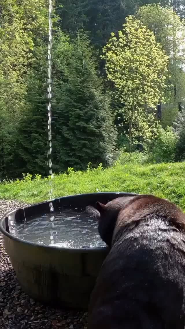 Bear enjoying a good bath