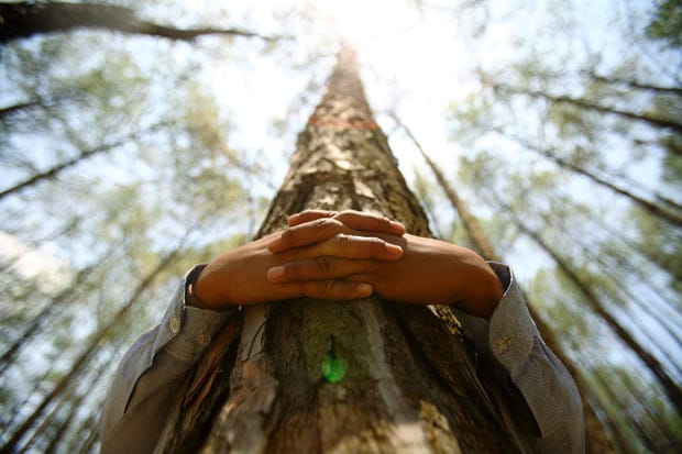 Tree Air Purity - Why Tree-Hugging is Good for your Health