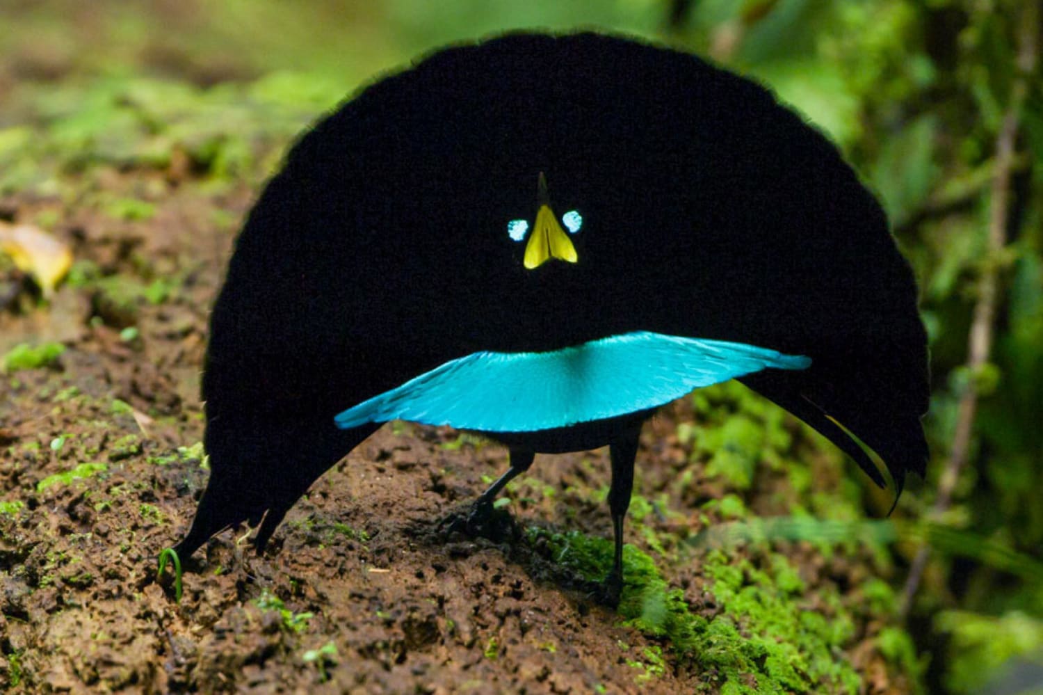 New Bird of Paradise Species Has Smooth Dance Moves