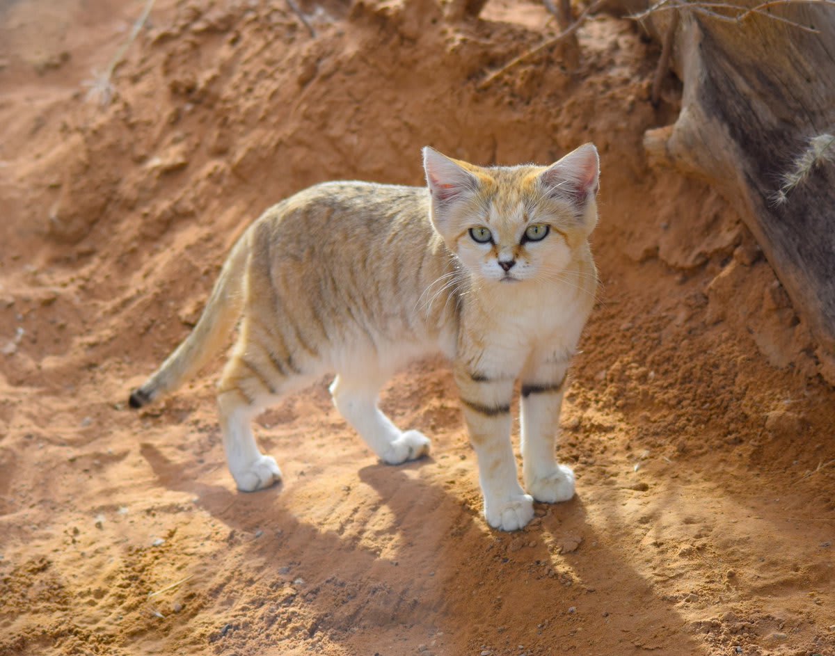 Meet the sand cat! It can be found in the Sahara desert, parts of the Middle East, & central Asia. This wild cat is built for life in the desert: thick soles insulate its feet, allowing it to walk on hot sand during the day & cold sand at night! [📸: Ranjith-chemmad]