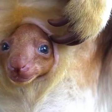 This Newborn Tree Kangaroo Brings Hope to the Species