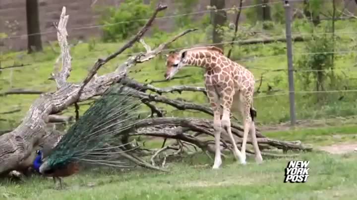 🔥 Peacock spooks baby giraffe 🔥