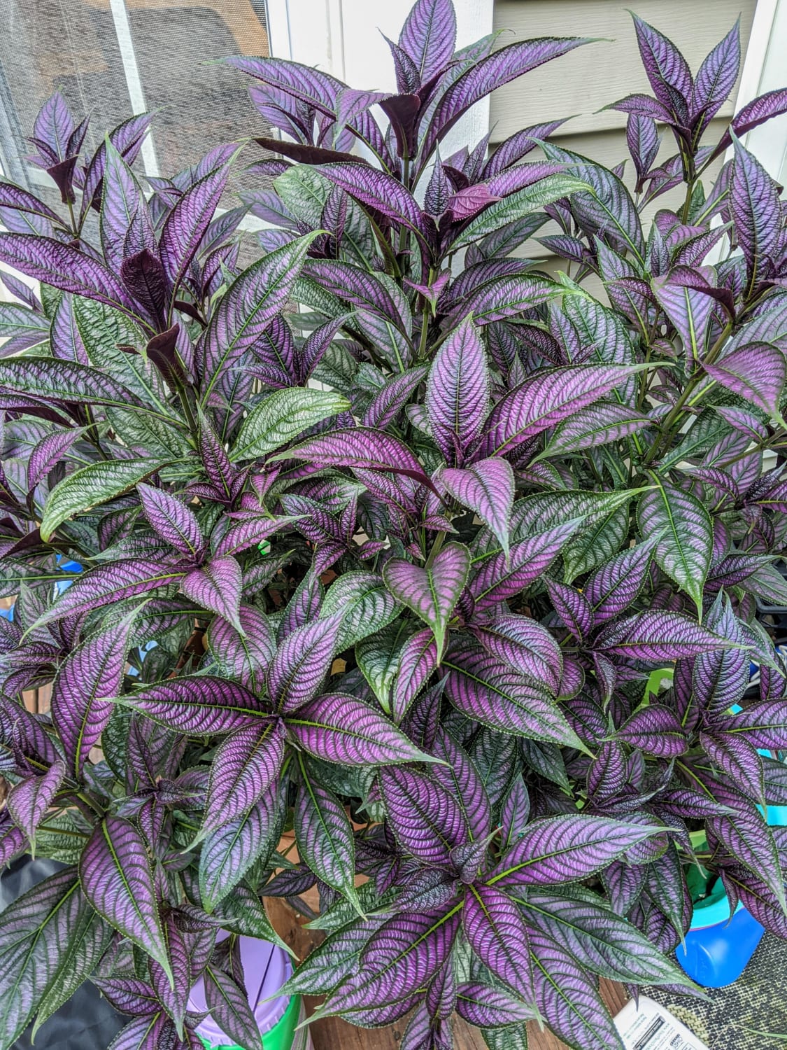 I've never seen purple as stunning as Persian Shield elsewhere