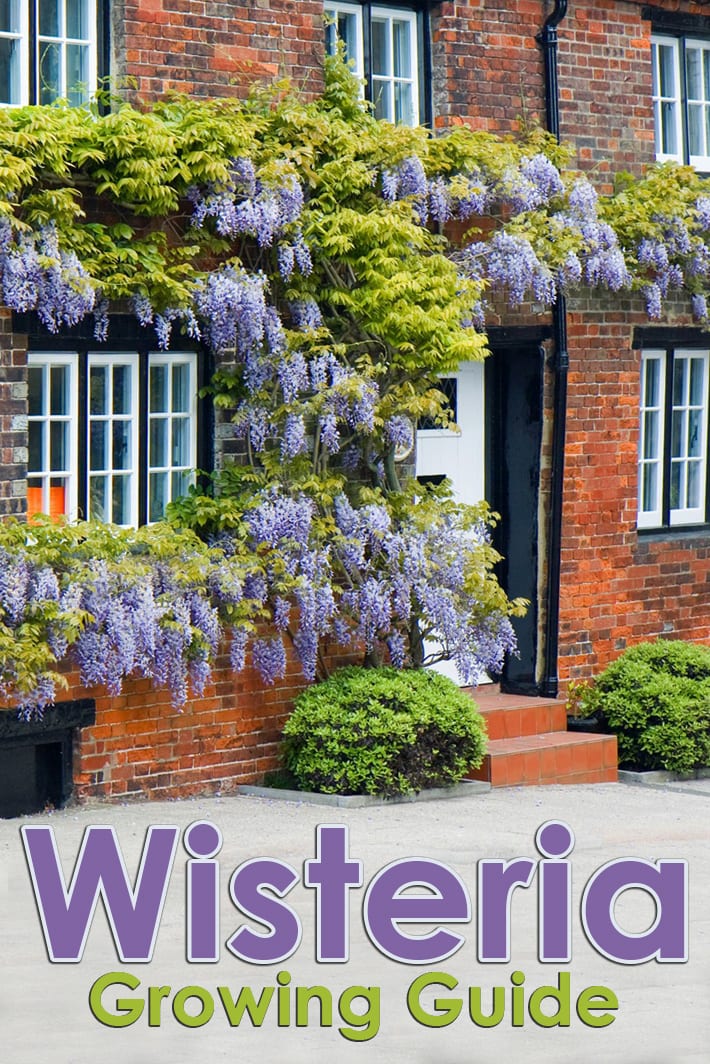 High Climbers - Wisteria Growing Guide - Quiet Corner