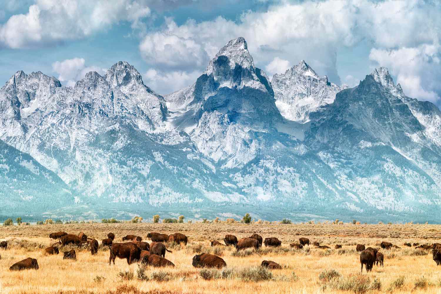 See Some of America's Best Wildlife With These Luxury Safaris Through the U.S.